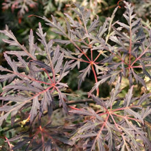 Load image into Gallery viewer, ACER PALMATUM ORANGEOLA LOW WORKED 4.0L
