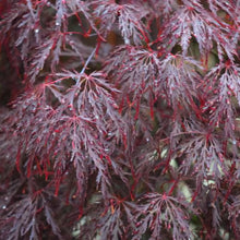 Load image into Gallery viewer, ACER DISEECTUM RED DRAGON TOPIARY GRADE
