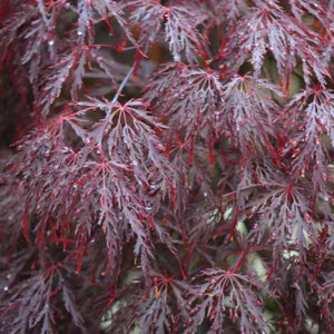 ACER DISEECTUM RED DRAGON TOPIARY GRADE