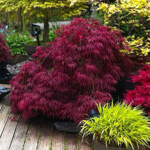 Load image into Gallery viewer, ACER DISEECTUM RED DRAGON TOPIARY GRADE
