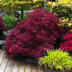 ACER DISEECTUM RED DRAGON TOPIARY GRADE