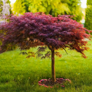 ACER DISEECTUM RED DRAGON TOPIARY GRADE