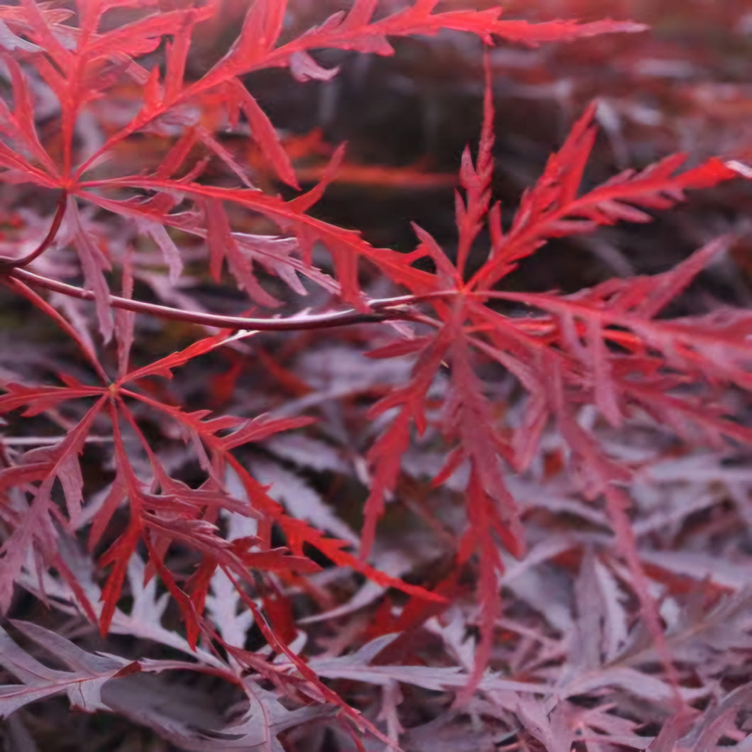 ACER DISEECTUM RED DRAGON TOPIARY GRADE