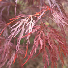 Load image into Gallery viewer, ACER PALMATUM SHOJO SHIDARE LOW WORKED 4.0L
