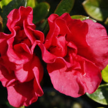 Load image into Gallery viewer, AZALEA EVERGREEN MISSION BELLS 2.5L
