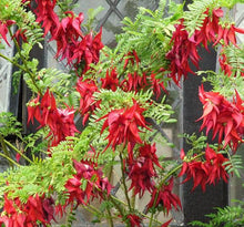 Load image into Gallery viewer, CLIANTHUS PUNICEUS MAXIMUS 1.5L
