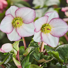 Load image into Gallery viewer, HELLEBORUS GLANDORFENSIS ICE N ROSES PICOTEE 2.4L
