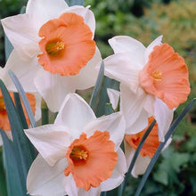 Load image into Gallery viewer, DAFFODIL LARGE CUPPED CHROMACOLOR 5PK
