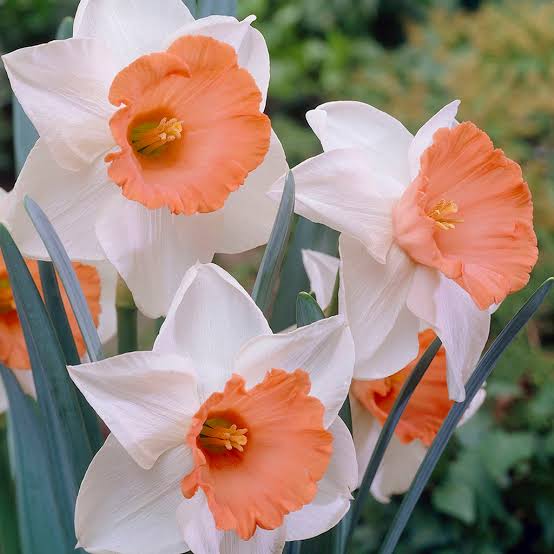 DAFFODIL LARGE CUPPED CHROMACOLOR 5PK