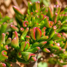 Load image into Gallery viewer, CRASSULA OVATA HOBBIT 1.3L
