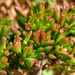 CRASSULA OVATA HOBBIT 1.3L