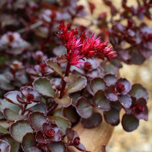 Load image into Gallery viewer, SEDUM SPURIUM VOODOO 1.0L
