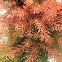 Load image into Gallery viewer, CRYPTOMERIA JAPONICA MONSTROSA NANA 8.5L
