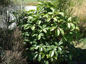 PSEUDOPANAX LAETUS 3.3L