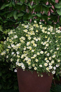 ARENARIA MONTANA LEMON ICE 1.5L