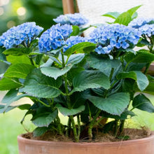 Load image into Gallery viewer, HYDRANGEA MACROPHYLLA MAGICAL REVOLUTION BLUE 2.5L
