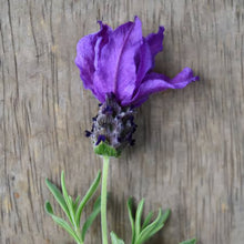 Load image into Gallery viewer, LAVENDER HYBRID THE PRINCE 1.5L
