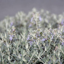 Load image into Gallery viewer, TEUCRIUM SILVER BABE 2.5L
