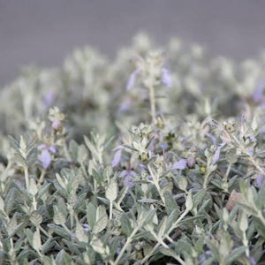 TEUCRIUM SILVER BABE 2.5L