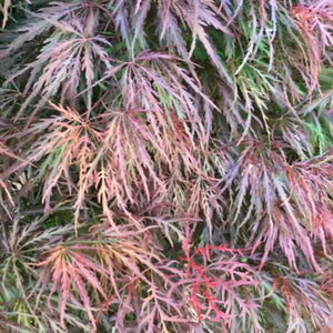 ACER PALMATUM SHOJO SHIDARE LOW WORKED 4.0L