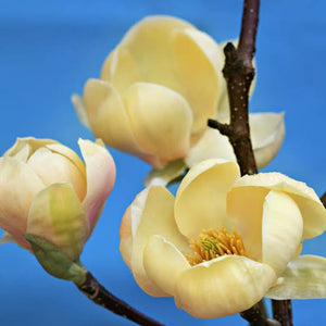 MAGNOLIA HONEY TULIP PB28