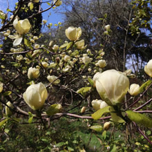 Load image into Gallery viewer, MAGNOLIA HONEY TULIP PB28
