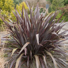 Load image into Gallery viewer, PHORMIUM BLACK RAGE 3.0L
