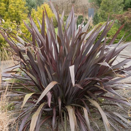 PHORMIUM BLACK RAGE 3.0L