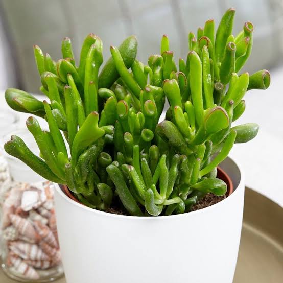 CRASSULA OVATA HOBBIT 1.3L