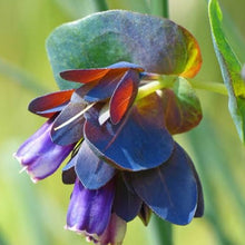 Load image into Gallery viewer, CERINTHE MAJOR HONEYWORT BLUE 14CM
