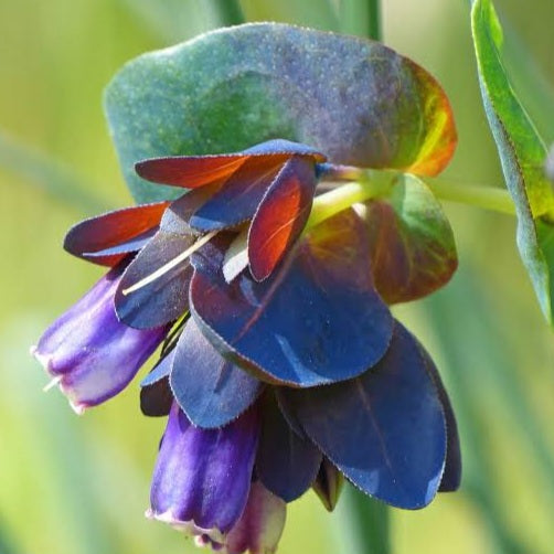 CERINTHE MAJOR HONEYWORT BLUE 14CM