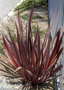 PHORMIUM GUARDSMAN 3.3L