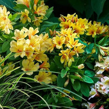 Load image into Gallery viewer, ALSTROEMERIA BORDER SUMMER VALLEY SPRING VALLEY 2.5L
