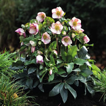 Load image into Gallery viewer, HELLEBORUS GLANDORFENSIS ICE N ROSES PICOTEE 2.4L
