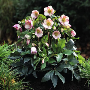 HELLEBORUS GLANDORFENSIS ICE N ROSES PICOTEE 2.4L