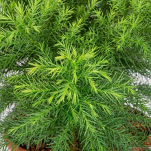 Load image into Gallery viewer, CRYPTOMERIA JAPONICA MONSTROSA NANA 8.5L
