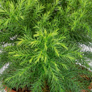 CRYPTOMERIA JAPONICA MONSTROSA NANA 8.5L