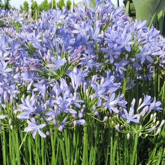 AGAPANTHUS PETER PAN 2.5L