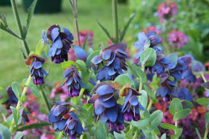 CERINTHE MAJOR HONEYWORT BLUE 14CM