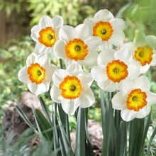 Load image into Gallery viewer, DAFFODIL LARGE CUPPED ROULETTE 5PK
