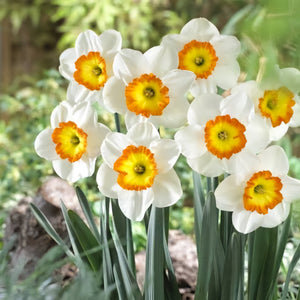 DAFFODIL LARGE CUPPED ROULETTE 5PK