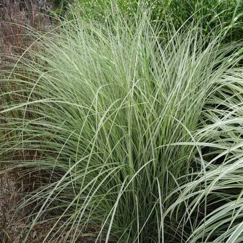 MISCANTHUS SINENSIS MORNING LIGHT 3.3L