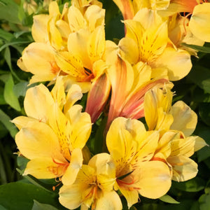 ALSTROEMERIA BORDER SUMMER VALLEY SPRING VALLEY 2.5L