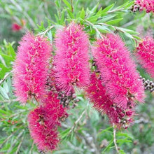 Load image into Gallery viewer, CALLISTEMON CANDY PINK 3.5L
