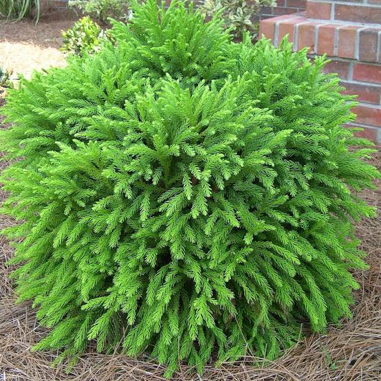 CRYPTOMERIA JAPONICA MONSTROSA NANA 8.5L