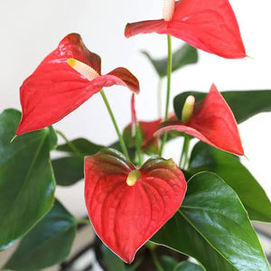 ANTHURIUM ARISTO 17CM