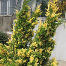 Load image into Gallery viewer, JUNIPERUS CHINENSIS KAIZUKA VARIEGATED 2.5L
