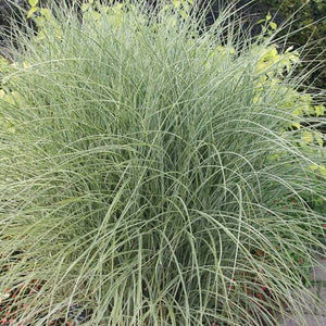 MISCANTHUS SINENSIS MORNING LIGHT 3.3L