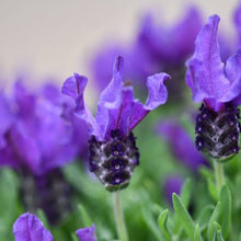 Load image into Gallery viewer, LAVENDER HYBRID THE PRINCE 1.5L
