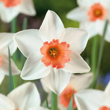 Load image into Gallery viewer, DAFFODIL LARGE CUPPED ACCENT 5PK
